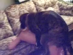 In the living room, a stunning Ukrainian woman with black hair is having sex with her dog.